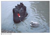 Black Swan and Cygnet postcards